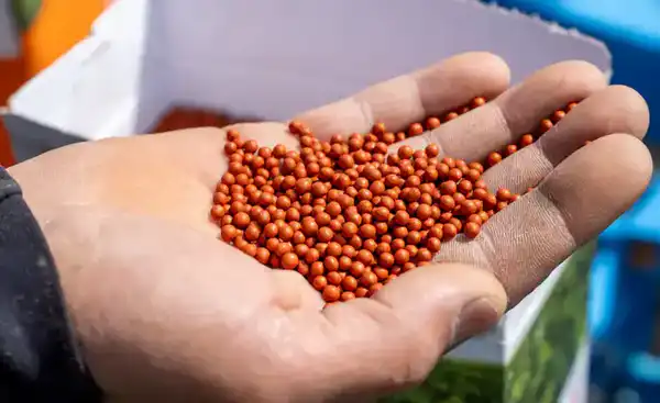 Все начинается с семян: в Жетісу используют раннеспелые сорта сахарной свеклы (4)