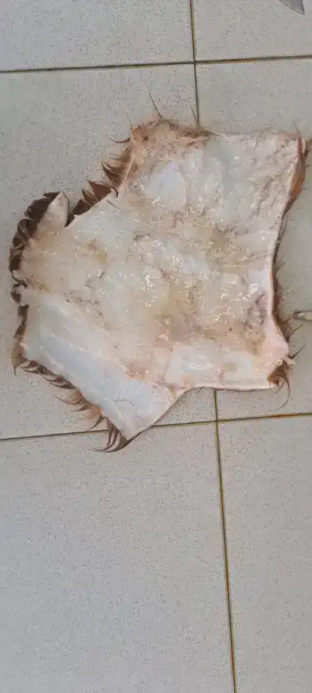 Ученые разрабатывают инновационную технологию сохранения шкур КРС (4)