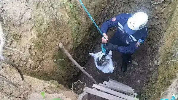 Более 400 случаев спасения животных: как сотрудники МЧС РК помогали братьям нашим меньшим в 2025 году (3)