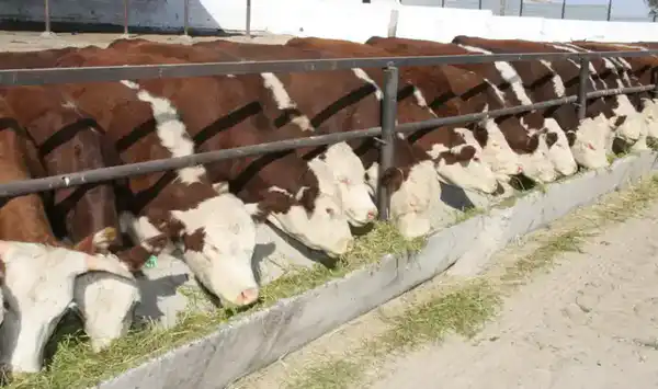 В области Жетісу более трех тысяч хозяйств занимаются животноводством (10)