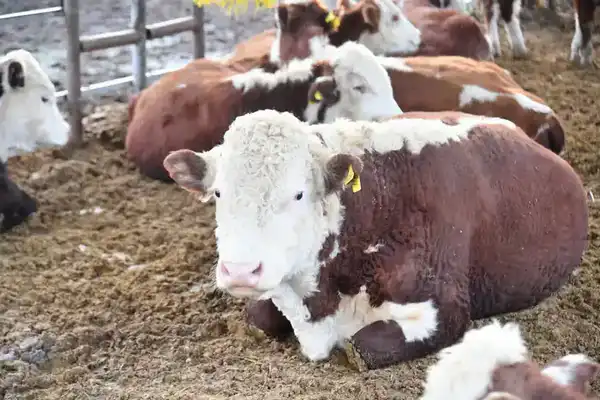 ТУРКЕСТАНСКАЯ ОБЛАСТЬ ЭКСПОРТИРОВАЛА ЗА РУБЕЖ БОЛЕЕ 60 ТЫСЯЧ ТОНН МЯСА, СТАВ ЛИДЕРОМ В РЕСПУБЛИКЕ (8)