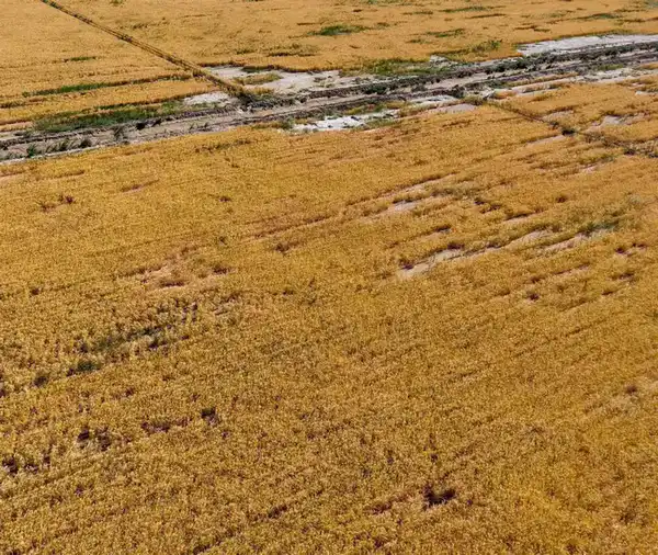 ТУРКЕСТАНСКАЯ ОБЛАСТЬ ЛИДИРУЕТ В РЕСПУБЛИКЕ ПО ВНЕДРЕНИЮ ВОДОСБЕРЕГАЮЩИХ ТЕХНОЛОГИЙ (2)