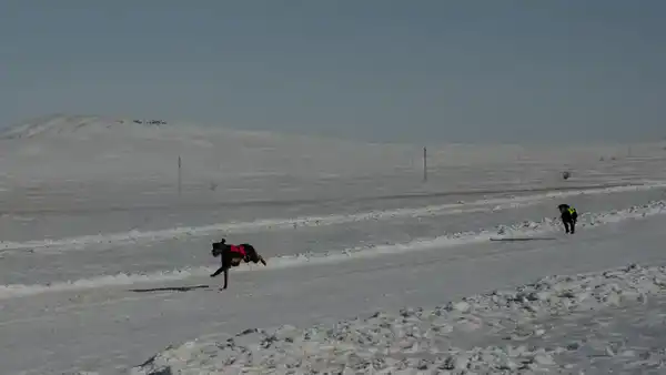 Традиции степи: самых быстрых тазы выбрали в Бухар-Жырауском районе (8)