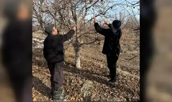 Человек труда: учитель математики развивает семейный сад в Жетісу (2)
