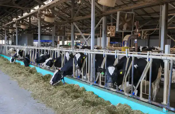 В области Жетісу более трех тысяч хозяйств занимаются животноводством (6)