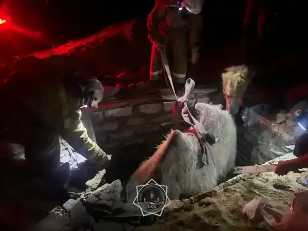 Более 400 случаев спасения животных: как сотрудники МЧС РК помогали братьям нашим меньшим в 2025 году (5)