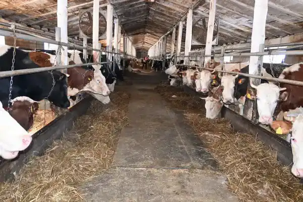 В ТОО «Агро LAKE» из Сандыктауского района развивается животноводство (3)