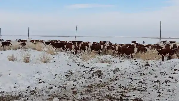 В Аксуатском районе растет число племенных хозяйств (2)