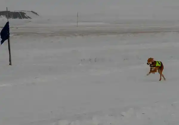 Традиции степи: самых быстрых тазы выбрали в Бухар-Жырауском районе (2)