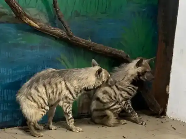 Краснокнижные гиены и гиеновидные собаки появились в Карагандинском зоопарке (2)