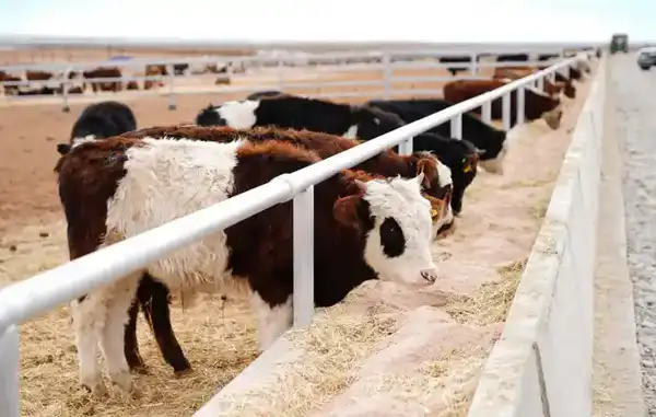 ТУРКЕСТАНСКАЯ ОБЛАСТЬ ЭКСПОРТИРОВАЛА ЗА РУБЕЖ БОЛЕЕ 60 ТЫСЯЧ ТОНН МЯСА, СТАВ ЛИДЕРОМ В РЕСПУБЛИКЕ (10)