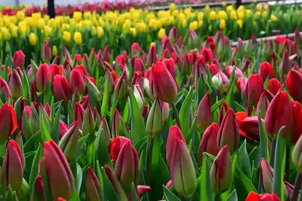 60 тысяч тюльпанов вырастила семья из Жетісу к 8 Марта (8)