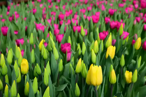 60 тысяч тюльпанов вырастила семья из Жетісу к 8 Марта (2)