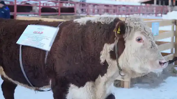 Рассмотрены актуальные вопросы развития племенного животноводства (2)