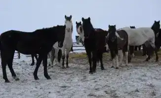Инновации в животноводстве: ТОО «Агро LAKE» из Сандыктауского района как пример устойчивого развития в сельском хозяйстве