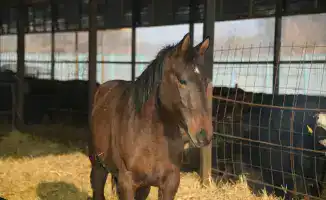 Рост животноводства в Жетісу: государственная поддержка и доступ фермеров к скоту