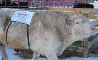 Международный семинар по развитию племенного животноводства: селекционные технологии и модернизация отрасли
