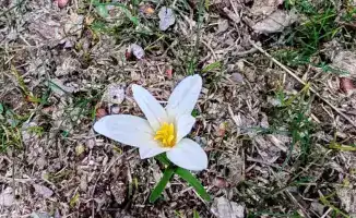 В Туркестанской области зафиксировано возвращение птиц наурызек и начало цветения подснежников