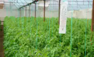 ТУРКЕСТАН: ПЧЁЛЫ ОПЫЛЯЮТ ТОМАТЫ И БОЛГАРСКИЙ ПЕРЕЦ В ТЕПЛИЦАХ ОРДАБАСИНСКОГО РАЙОНА