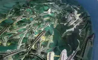 С 2027 года начнется внедрение системы мониторинга аквакультуры на базе 'E-Fish'