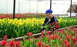 Выращивание 60 тысяч тюльпанов в Жетісу: как семейный бизнес приносит радость и сплочение к 8 Марта