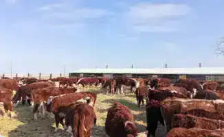 Аксуа: рост племенных хозяйств в регионе