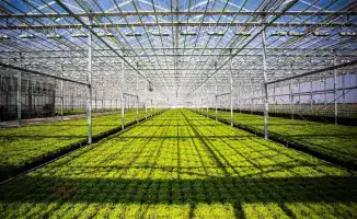 Крупный тепличный комплекс в Туркестанской области: инвестиции в 42 млрд тенге и создание 800 рабочих мест