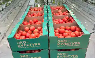 Запуск первого тепличного комплекса «Экокультура Евразия» в Казахстане: первые томаты поступили на рынок Туркестанской области
