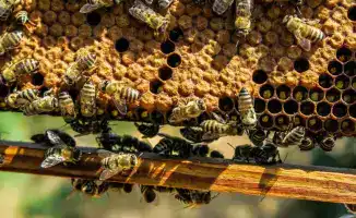 Казахстан увеличивает экспорт меда, укрепляя позиции в агроэкспорте