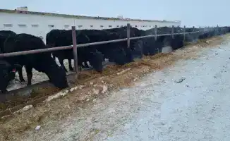 ТОО «ПЗ Балкашинский» подтверждает статус племенного хозяйства и увеличивает поголовье казахских белоголовых