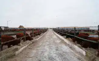 Импорт калмыцкого скота в Акмолинскую область: 4 300 голов для повышения качества местной продукции