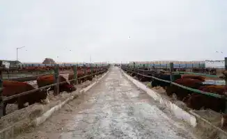 Мясной кластер в Акмолинской области с 4300 головами калмыцкого КРС