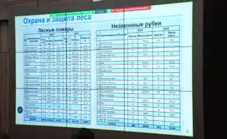 Успехи лесного хозяйства Казахстана в 2025 году