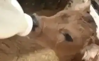 From Rural Roots to Urban Success: The Journey of a Kazakh Entrepreneur Transforming Family Traditions into a Thriving Brand