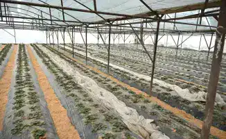 ТУРКЕСТАН: РАЗВИТИЕ ТЕПЛИЧНЫХ ХОЗЯЙСТВ В ЖЕТЫСАЕ КАК ПУТЬ К ЭКОНОМИЧЕСКОМУ РОСТУ И САМОЗАНЯТОСТИ