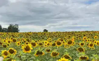 Запуск современного завода по обработке семян в Восточном Казахстане: шаг к качественному семеноводству
