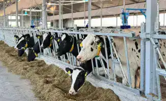 Запуск молочно-товарной фермы на 600 голов в Восточно-Казахстанской области близок к завершению