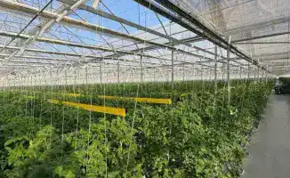 Первый урожай томатов в тепличном комплексе «Экокультура Евразия»: шаг к продовольственной безопасности Казахстана