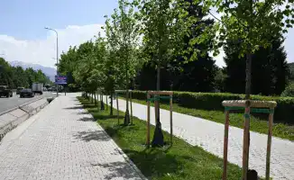 Алматы на пути к зелёному будущему: 15 кв. м зелени на человека к 2030 году