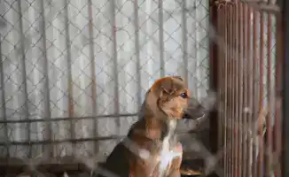 Жетісу: Путь к гармонии с бродячими собаками через заботу и ответственность