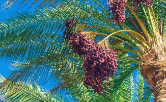 Казахстанцы предупреждены о мерах предосторожности из-за вируса Нипах: избегайте контакта со свиньями и финиковым соком