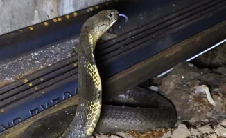 Поезда в Индии способствуют распространению ядовитых змей в новые районы