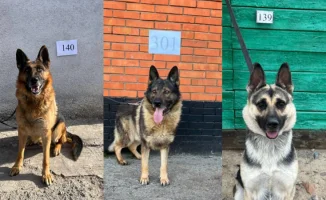 Пограничная служба КНБ РК выставила на продажу служебных собак-ветеранов по 900 тенге, что вызвало неоднозначную реакцию общественности. На портале государственных торгов появились необычные лоты, и многие задаются вопросом о целесообразности такой распро