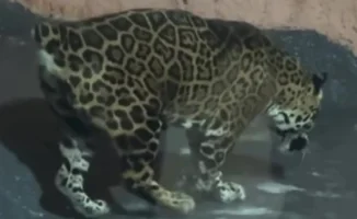 В Алматы зоопарке обсуждают состояние ягуара: посетители обеспокоены его 'измученным' видом