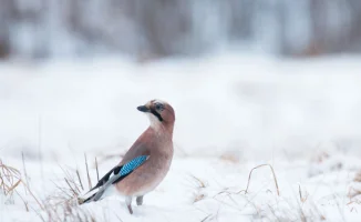 Снегопады сменятся потеплением: Казахстан готовится к резким изменениям погоды 7-9 февраля, по данным синоптиков Казгидромета.