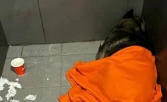 Собака Додобоня и увольнение курьера: как Челябинск стал центром бурных обсуждений в соцсетях