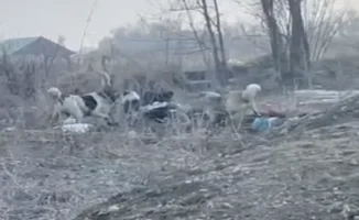 Нападение стаи собак на женщину в Алматинской области: подробности и свидетельства очевидцев