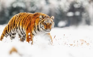 Тигры вернутся в Казахстан: стартует реинтродукция в этом году