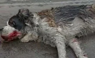 В Алматы зафиксирован шокирующий случай жестокого обращения с животными: собаку тащили за автомобилем