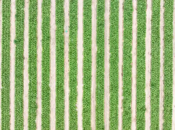 В ТУРКЕСТАНСКОЙ ОБЛАСТИ АКТИВНО ВЕДЕТСЯ ВЕСЕННЯЯ ПОСЕВНАЯ КАМПАНИЯ (4)